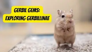 The Fascinating World of Gerbillinae #gerbils #animals