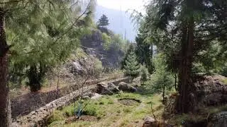 Picturesque orchards of Manali - Sounds of Nature #oldmanali #manaslu river #himachal #4k