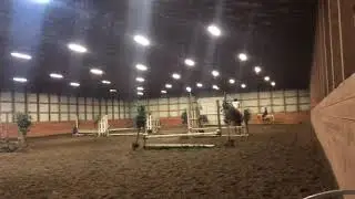 KS Sierra - appendix Quarter Horse