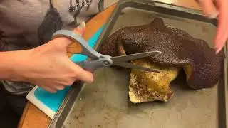 Reefing with Nicole - Toadstool Fragging Part 1