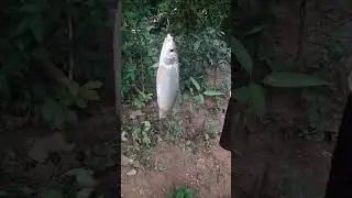 Mirgal Fish Catching 🐟🎣//#sorts #viral #fishing