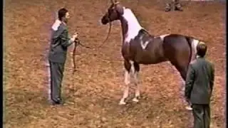 THE COLOR OF VICTORY   Half-Arabian Pinto gelding for sale!!!!