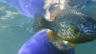 Swimming  with my fishy friends