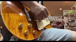 GIBSON LES PAUL STANDARD 50S FIGURED TOP ELECTRIC GUITAR - HONEY AMBER