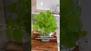 Hortel&atilde; vai muito al&eacute;m do cheirinho e do frescor.Ela tem efeito real no corpo.