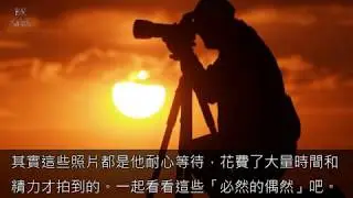 30張「把運氣用到極限」才能拍到的驚喜偶然照片