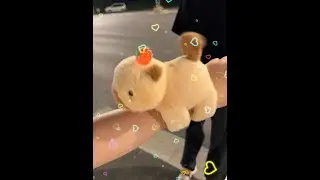 My good friend, please send me a cute capybara. Thank you. #capybara #plush toy #so cute