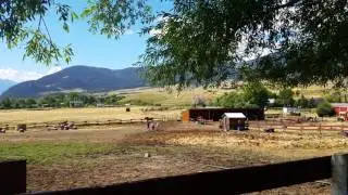 UIL Draft Horse Sanctuary Open House