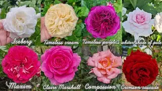 Rose collection in a private garden (16 gorgeous roses) - Iceberg, Timeless purple, Maxim, New Dawn
