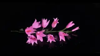 How to make crepe paper flowers || bell flowers