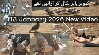 Pigeons Bahir Nikal Kar Urain Thy | KHAKHI PIGEONS 