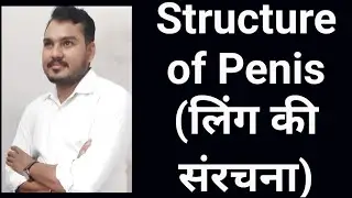 Structure of Penis ||लिंग की संरचना|| ||Penis||Male Reproduction System||Biology Lecture||
