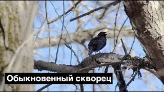Sturnus vulgaris - Обыкновенный скворец