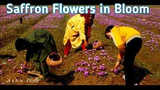 Saffron flowers in Bloom | Safron fields Pampore | 2021 | #AshuFilms