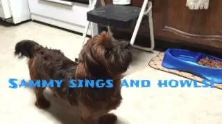 Sammy the Schweenie puppy sings and howls!
