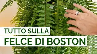 Tutto sulla FELCE DI BOSTON 🌿 Cura, Luce e ambienti ideali