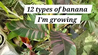 The best bananas to grow in the UK and other cool climates