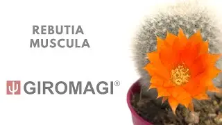 Rebutia muscula