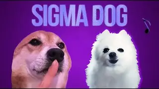 Sigma Dog Music Video