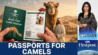 Когда верблюдам нужны документы: новая смелая система Саудовской Аравии | Vantage с Палки Шармой ...