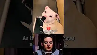 The Dog Who Gave Up Waiting for a Family 😢 | Heartbreaking Shelter Story