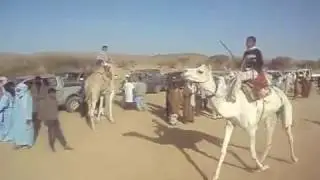 course de méharis  01 nov 2016 سباق المهارى