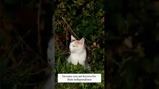 Independent Animals