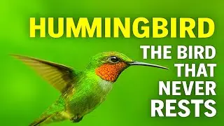 HUMMINGBIRD &ndash; THE TINY BIRD THAT NEVER RESTS, ALWAYS IN MOTION, SYMBOL OF ENERGY AND FREEDOM