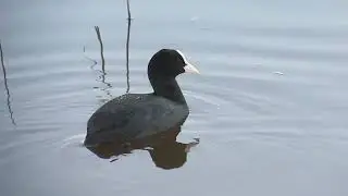 Coot