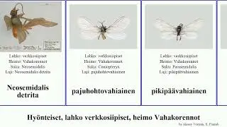 Hy&ouml;nteiset, lahko verkkosiipiset, heimo Vahakorennot insect Neuroptera detrita havuhohtovahiainen