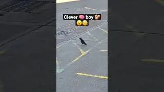 Brains of the operation #nature #crow #intelligence #animals #amazing #shorts #naturelovers