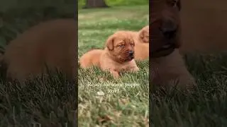A loyal, loving companion ❤️ Meet our Fox Red Lab puppies, the perfect addition to your family! 🐾