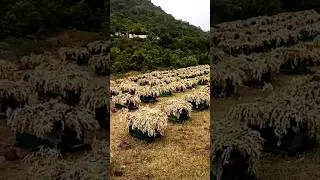 keeping Honeybees 🪰Beehives #beehive #honeybees #shorts #viralshort #viral #shazainandshazil