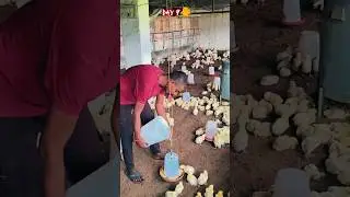 Day: 9 🐥 #poultry #poultryfeed #shorts #shortsfeed #poultryfarming #farming #chicken #viral #trend