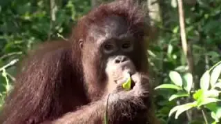 International Fruit Day 2018