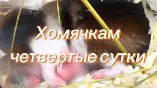 Хомячкам четверо суток. Растут. #хомяки