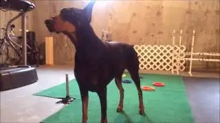 Damien the Doberman dog tricks