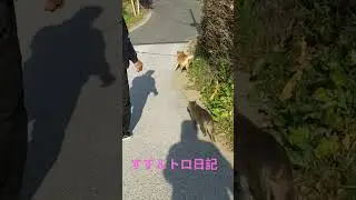 すず＆保護猫トロ日記