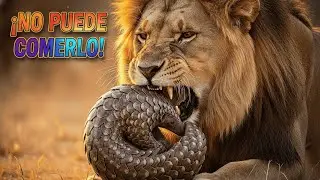 El Animal que Vale más que el Oro (Y por eso desaparece) 🛡️