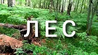 ЛЕС 8 ИЮНЯ 2023 | FOREST 8 JUNE 2023