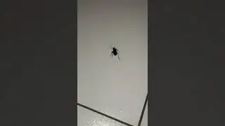 insect name 🔥🔥🔥?