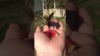 A Rose, Ever So Sweet . . .