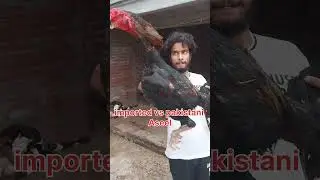 Imported vs pakistani aseel   #aseelmurga #trending #viral