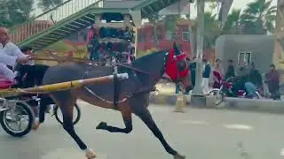 Horse Race Try In pabbi Rode