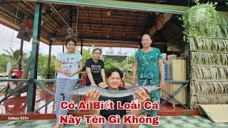 Có Ai Biết Loài Cá Này Tên Gì Không | TTVlog 