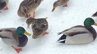 Winter in Canada | Ducks That Chose to Stay
