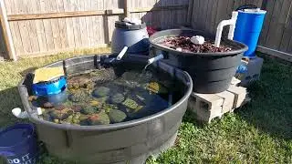 300 gallon stock tank pond with bog filter December 2023