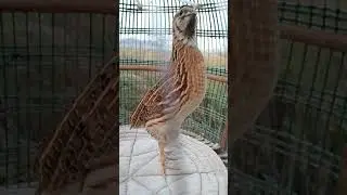 Quails sounds male batair 2023