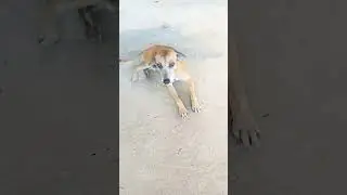 #doglover #dog #fofos #crescernoyoutube