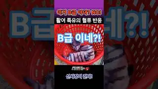 돌돔 손질하니 회가 붉게 변했다? 상한 거 아닙니다! 진짜 이유는 이렇습니다